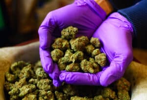Hands with Purple Latex Gloves Holding Marijuana Buds