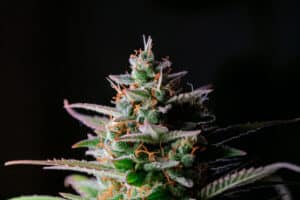 Close-up of Cannabis sativa flower, also known as marijuana or hemp, showing its trichomes and pistils against a dark backdrop