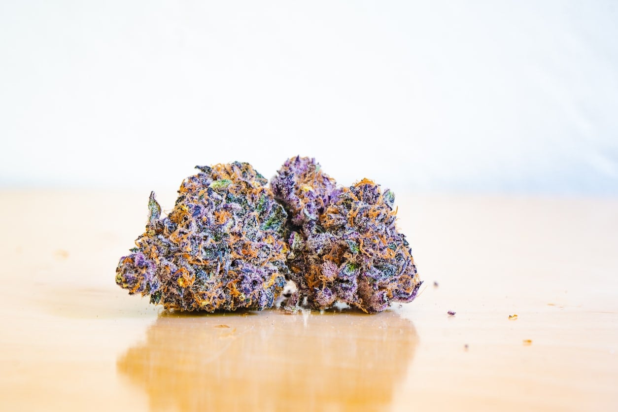 Marijuana bud of Purple Kush of Portland Oregon